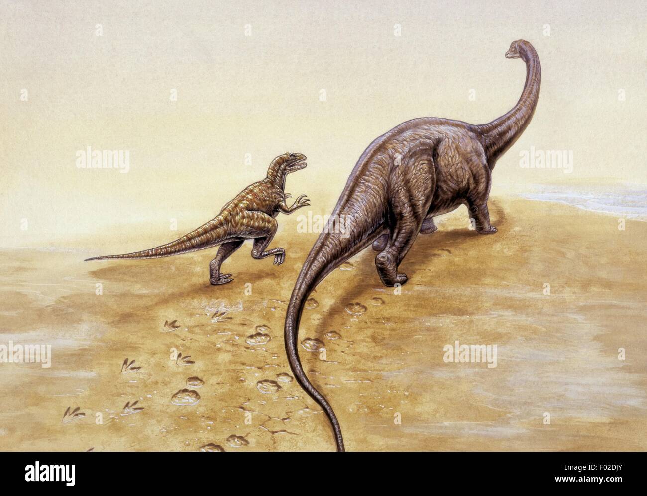 Paléozoologie - Jurassique - Dinosaures - Allosaurus (à gauche) et l'Apatosaurus - Art par Tim Hayward Banque D'Images