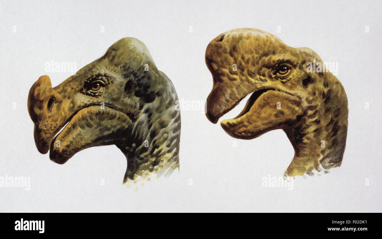 Paléozoologie - Crétacé - Dinosaures - Chefs d'Oviraptor - Art par John Francis Banque D'Images