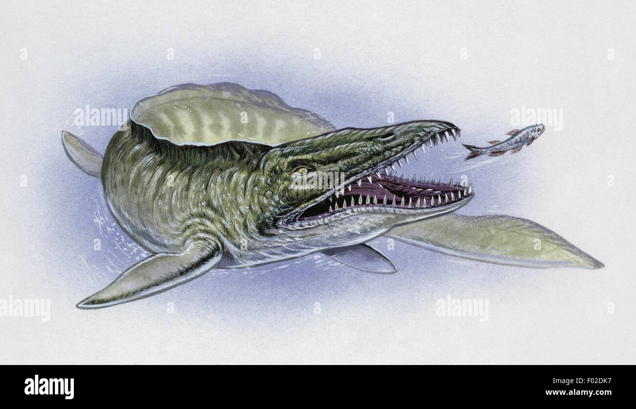 Paléozoologie - Crétacé - Dinosaures - Mosasaurus - Art par Tim Hayward Banque D'Images
