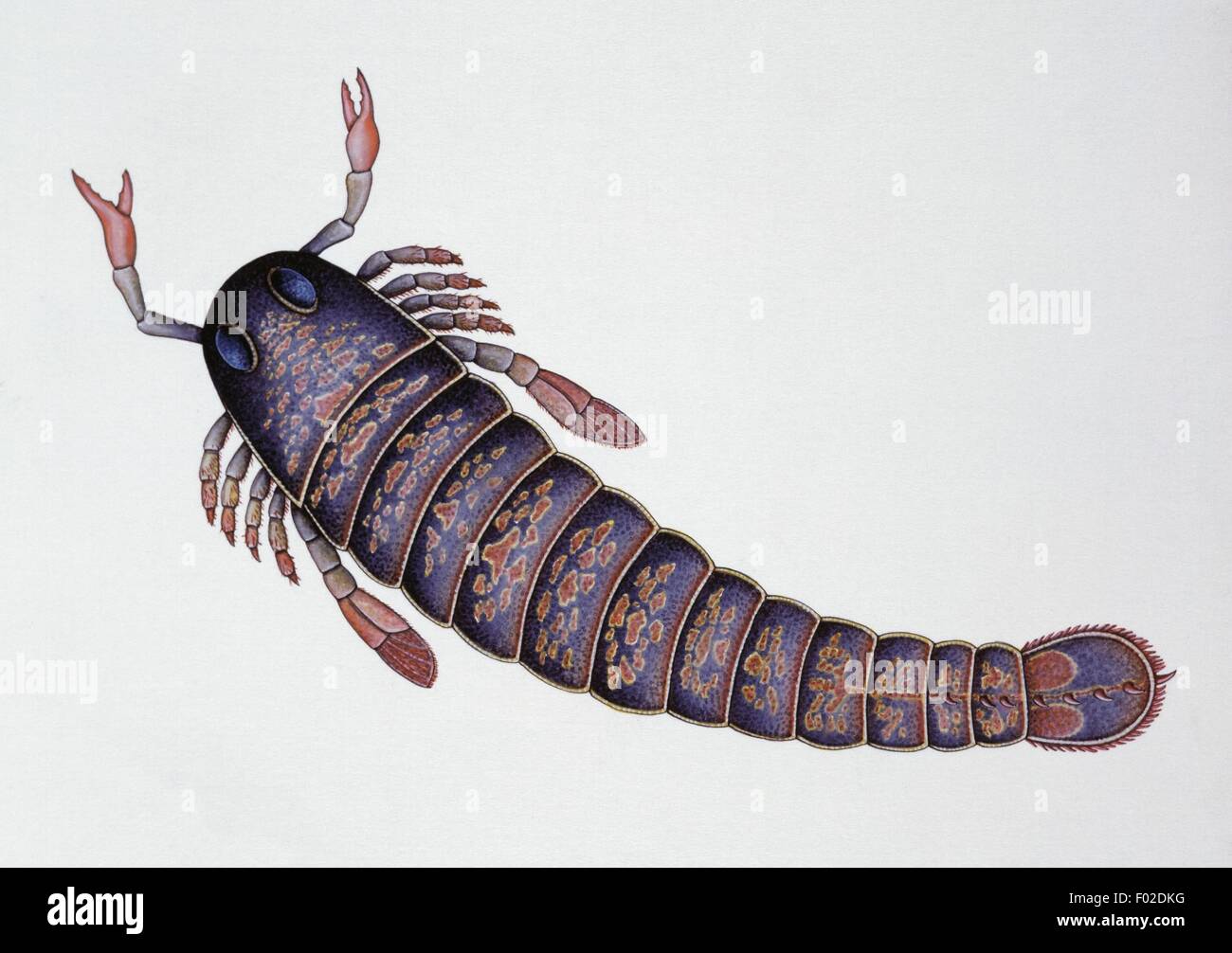 Paléozoologie - Silurien dévonien/Merostoma - Arthropodes - Pterygotus - Art par Deborah Mansfield Banque D'Images