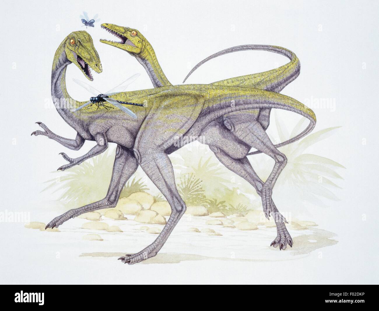 Paléozoologie - Jurassique - Dinosaures Compsognathus longipes - - Art par Graham Rosewarne Banque D'Images