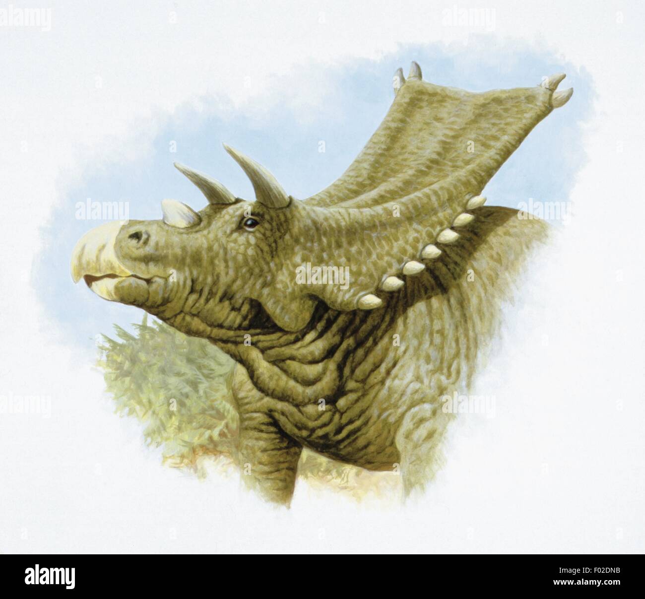 Paléozoologie - Crétacé - Dinosaures - Chasmosaurus - travail d'Art Banque D'Images