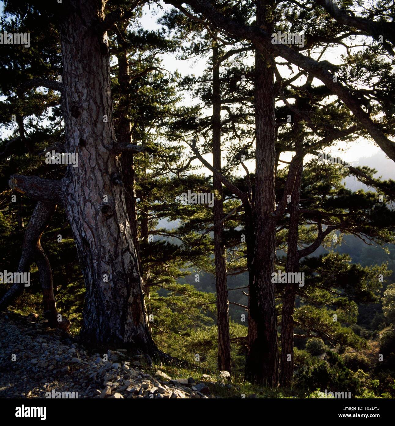Pin laricio (Pinus laricio), Parc National de l'Aspromonte, en Calabre, Italie. Banque D'Images