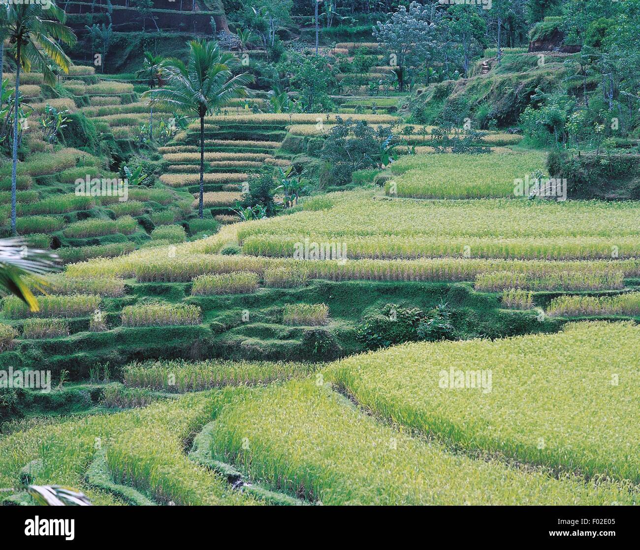 Terrasses de riz, Paysage culturel de la province de Bali (Liste du patrimoine mondial de l'UNESCO, 2012), en Indonésie. Banque D'Images