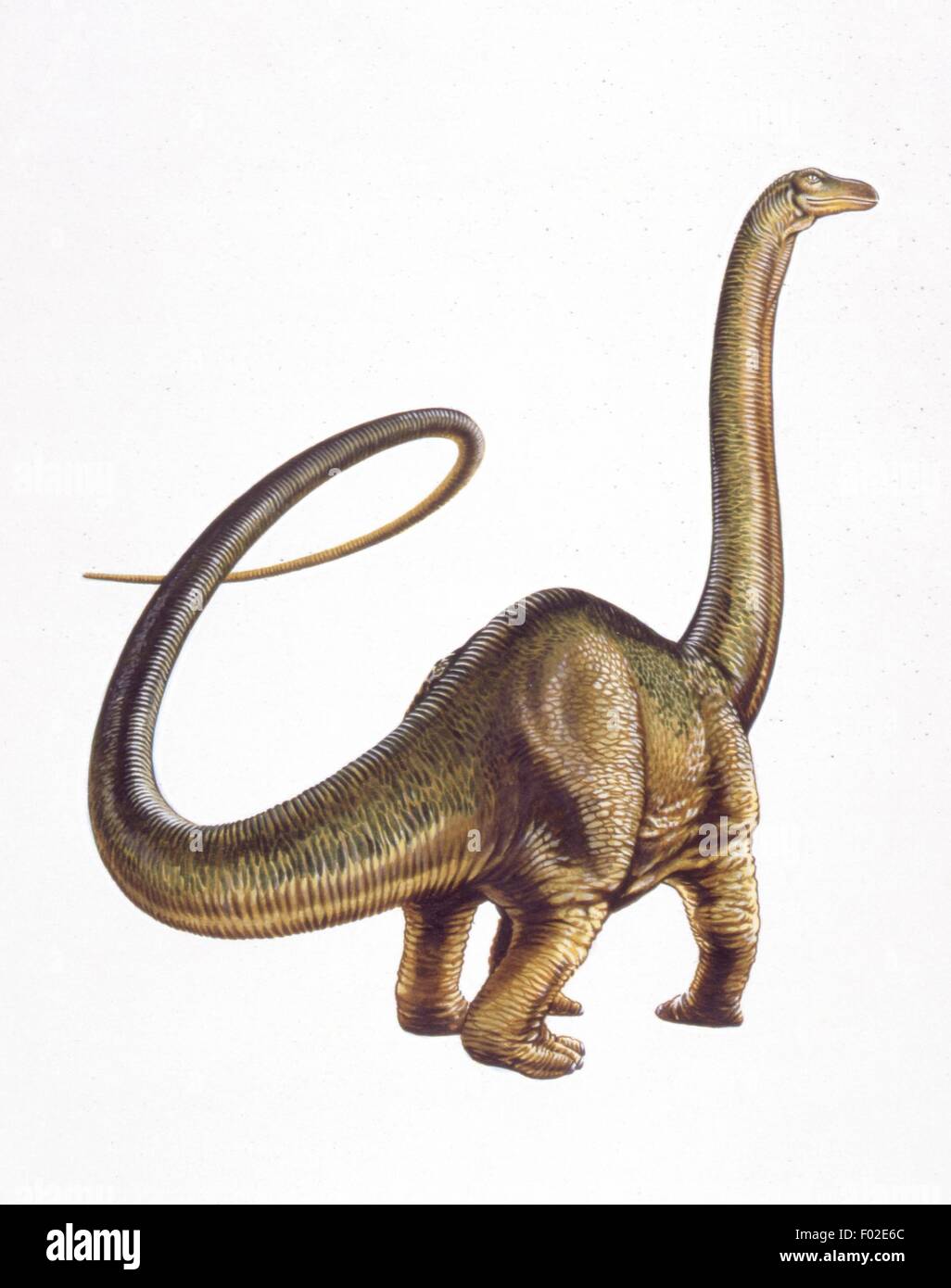 Paléozoologie - Jurassique - Dinosaures - Diplodocus - travail d'Art Banque D'Images