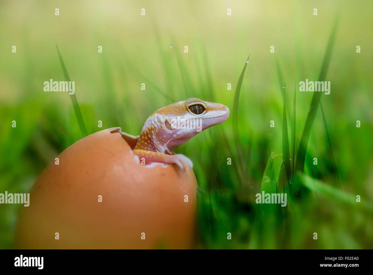 Oeuf De Lezard Banque D Image Et Photos Alamy