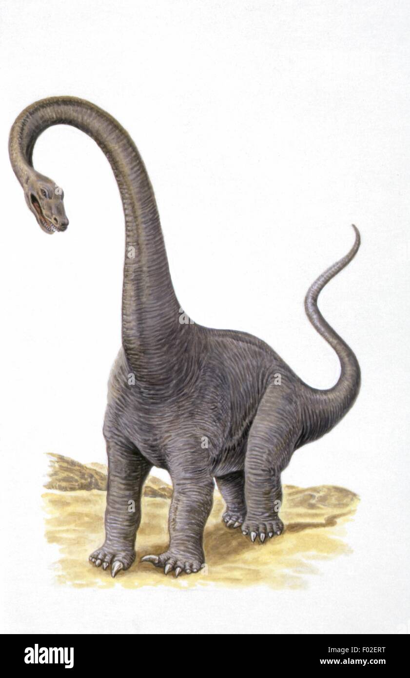 Paléozoologie - Jurassique - Dinosaures - Diplodocus - travail d'Art Banque D'Images
