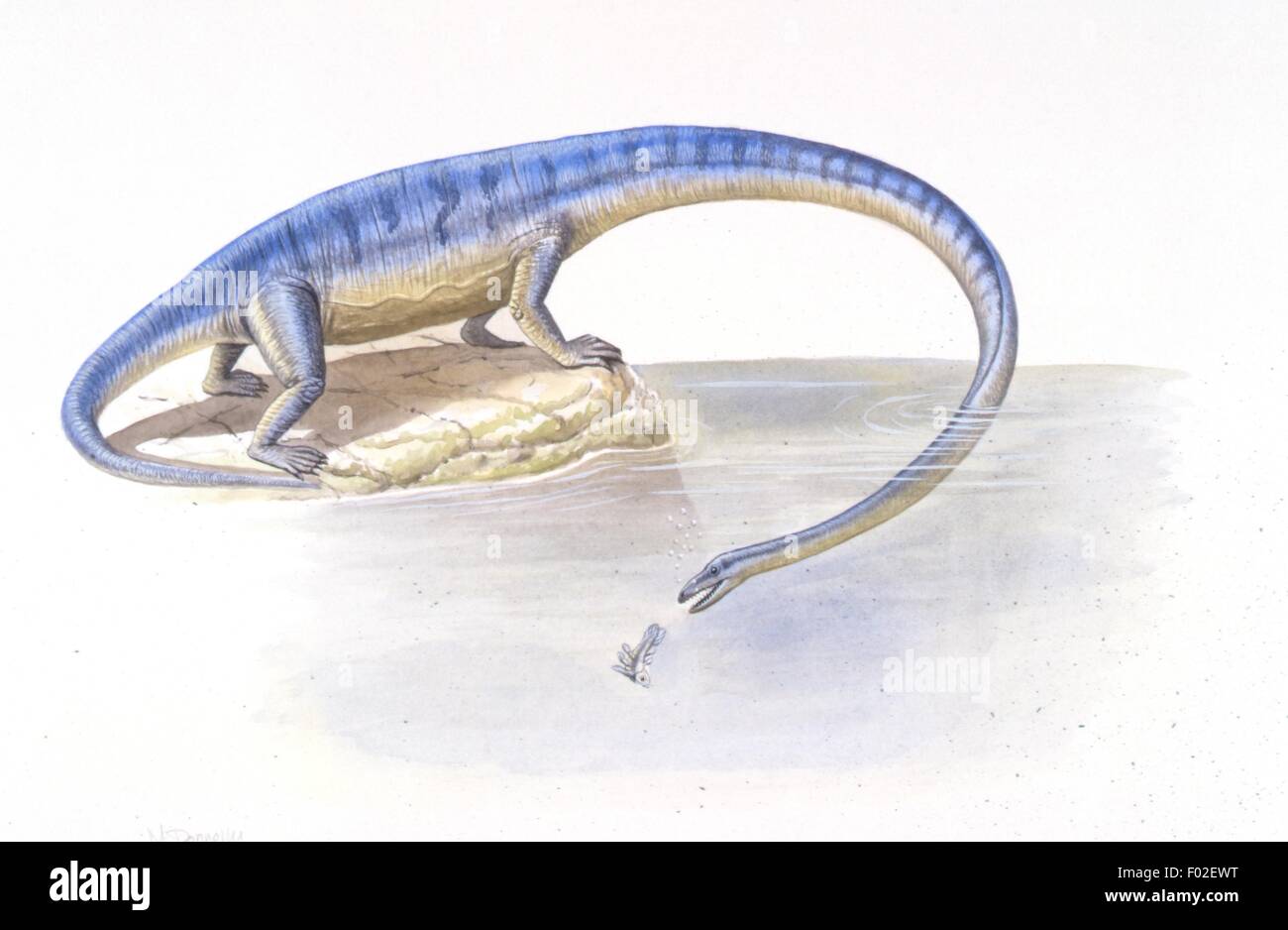 Paléozoologie - période du Trias moyen et supérieur - Dinosaures - Tanystropheus - travail d'Art Banque D'Images