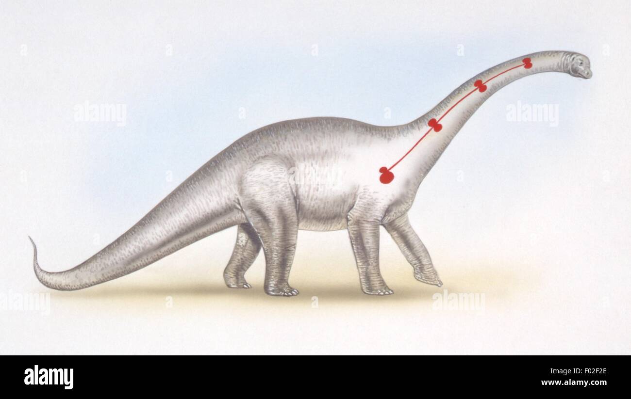 Paléozoologie - Jurassique - Dinosaures - Barosaurus - Théorie des "8 coeurs" - travail d'Art Banque D'Images