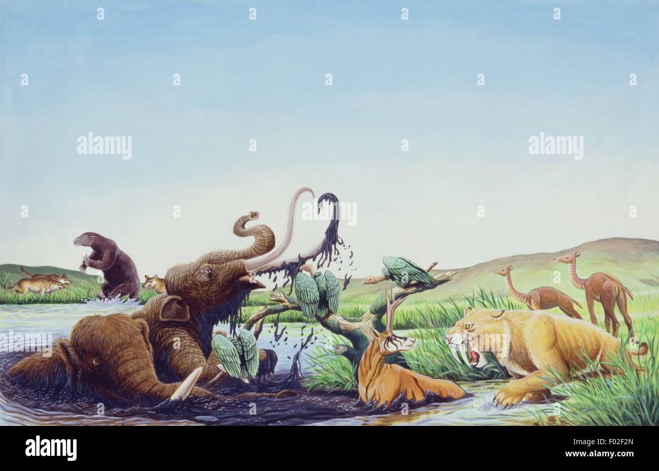 Paléozoologie - mammifères disparus - travail d'Art Banque D'Images