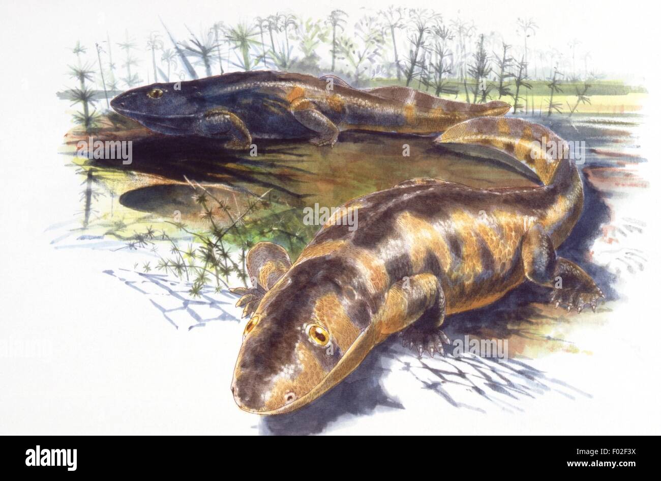 Paléozoologie - Dévonien - Amphibiens fossiles - Ichthyostega - Art par James Robins Banque D'Images