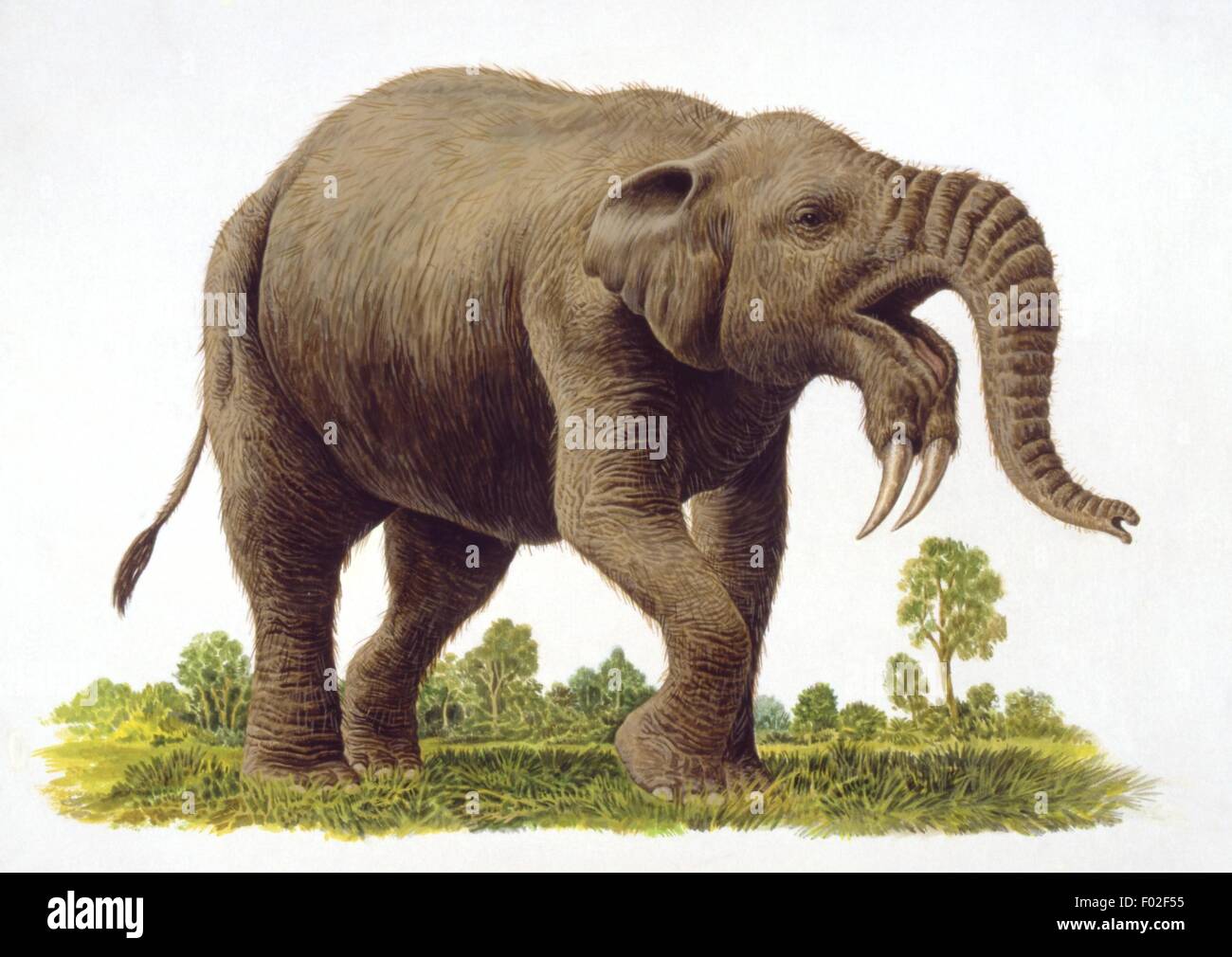 Paléozoologie - Miocène/période pléistocène - mammifères fossiles - Deinotherium (Proboscideans) - Art par P. Hood Banque D'Images