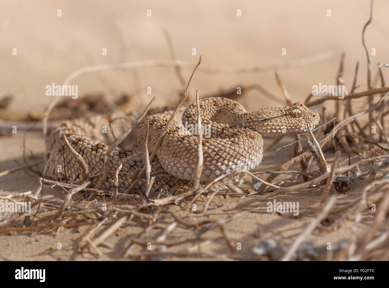 Portrait d'une vipère de sable d'Arabie (Cerastes gasperettii) Banque D'Images