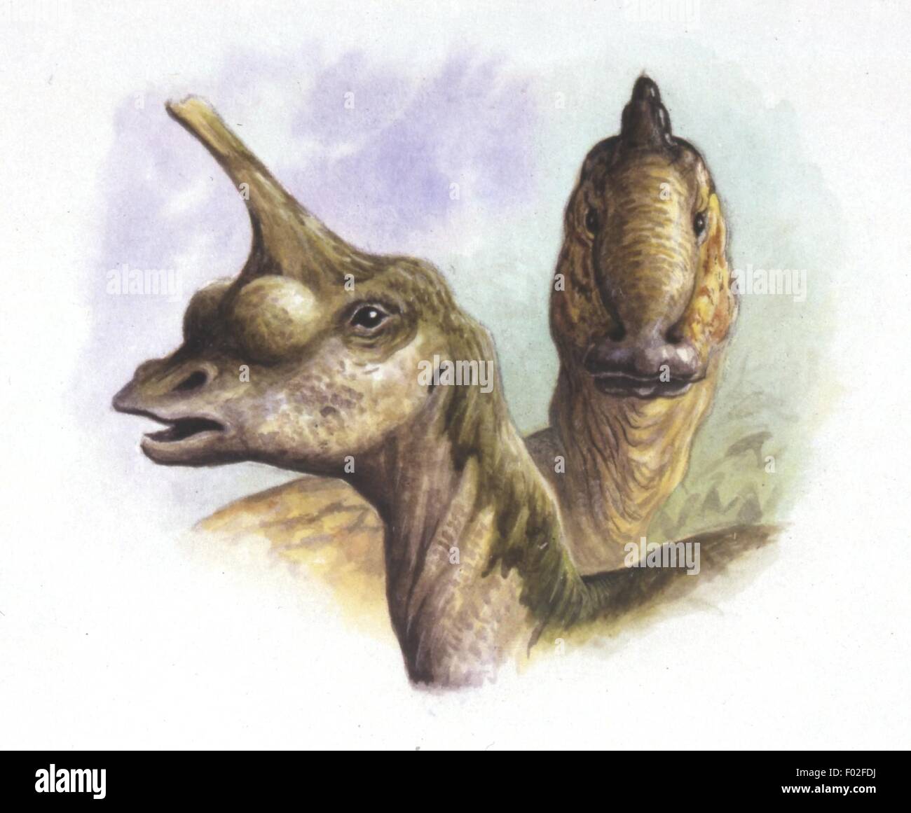Paléozoologie - Crétacé - Dinosaures - Tsintaosaurus e Amiee (tête) - Art par Peter David Scott Banque D'Images