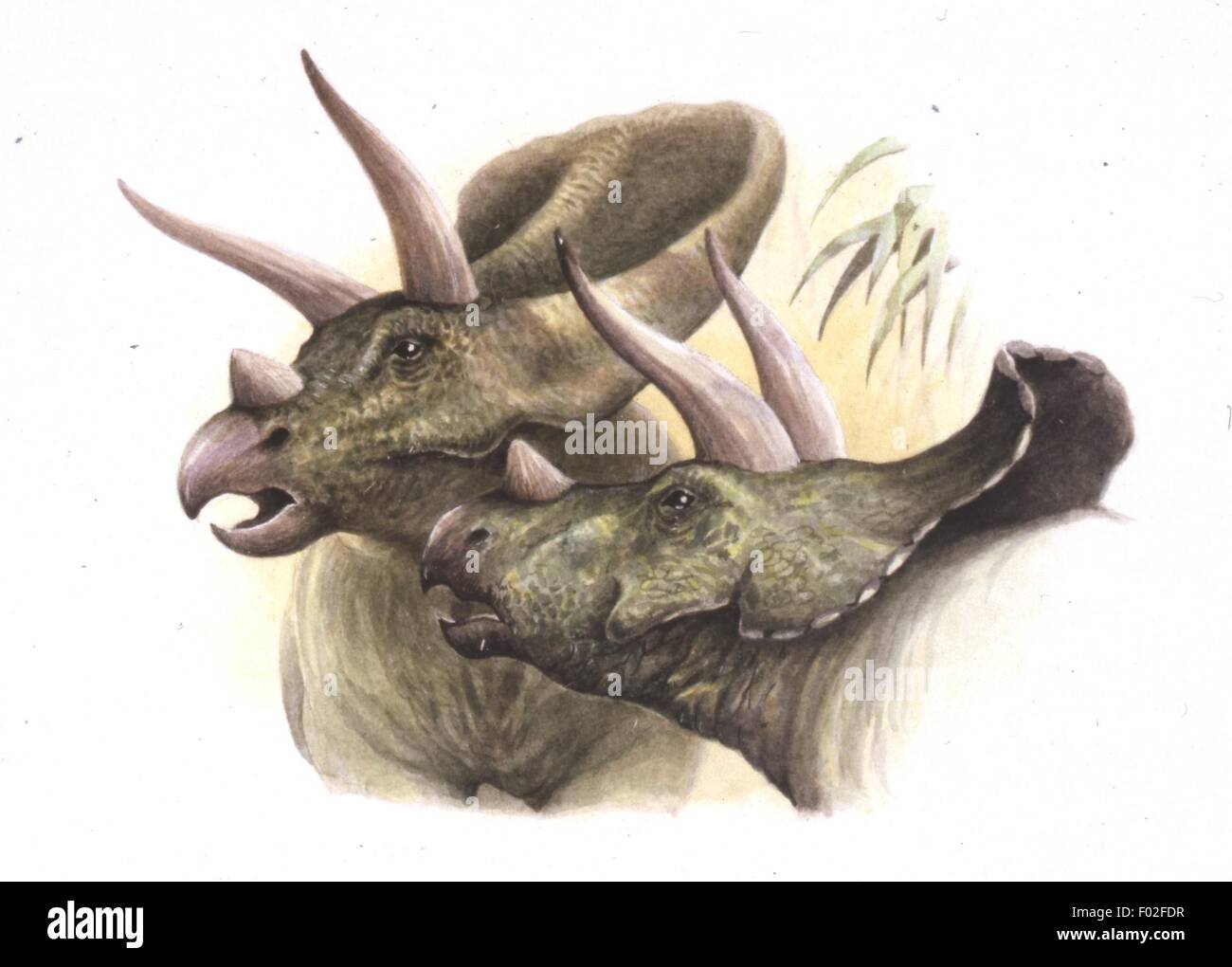 Paléozoologie - Crétacé - Dinosaures - une paire de Torosaurus (tête) - Art par Peter David Scott Banque D'Images