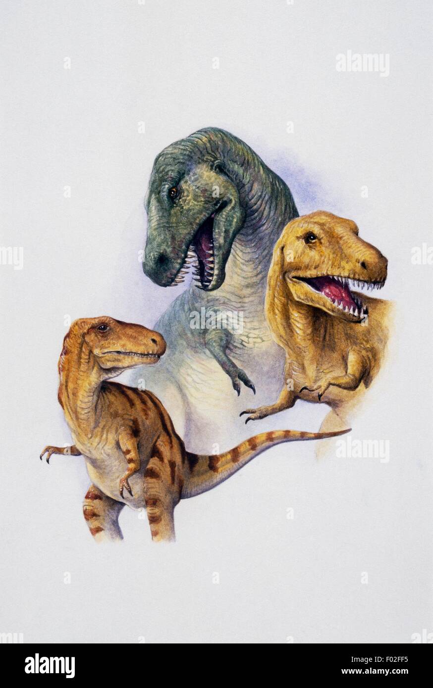 De haut en bas, de T Rex (Tyrannosaurus rex), l'Albertosaurus sarcophagus andbNanotyrannus lancensis, Tyrannosauridae, Crétacé. Illustration de Peter David Scott. Banque D'Images De haut en bas, de T Rex (Tyrannosaurus rex), l'Albertosaurus sarcophagus andbNanotyrannus lancensis, Tyrannosauridae, Crétacé. Illustration de Peter David Scott. Banque D'Images