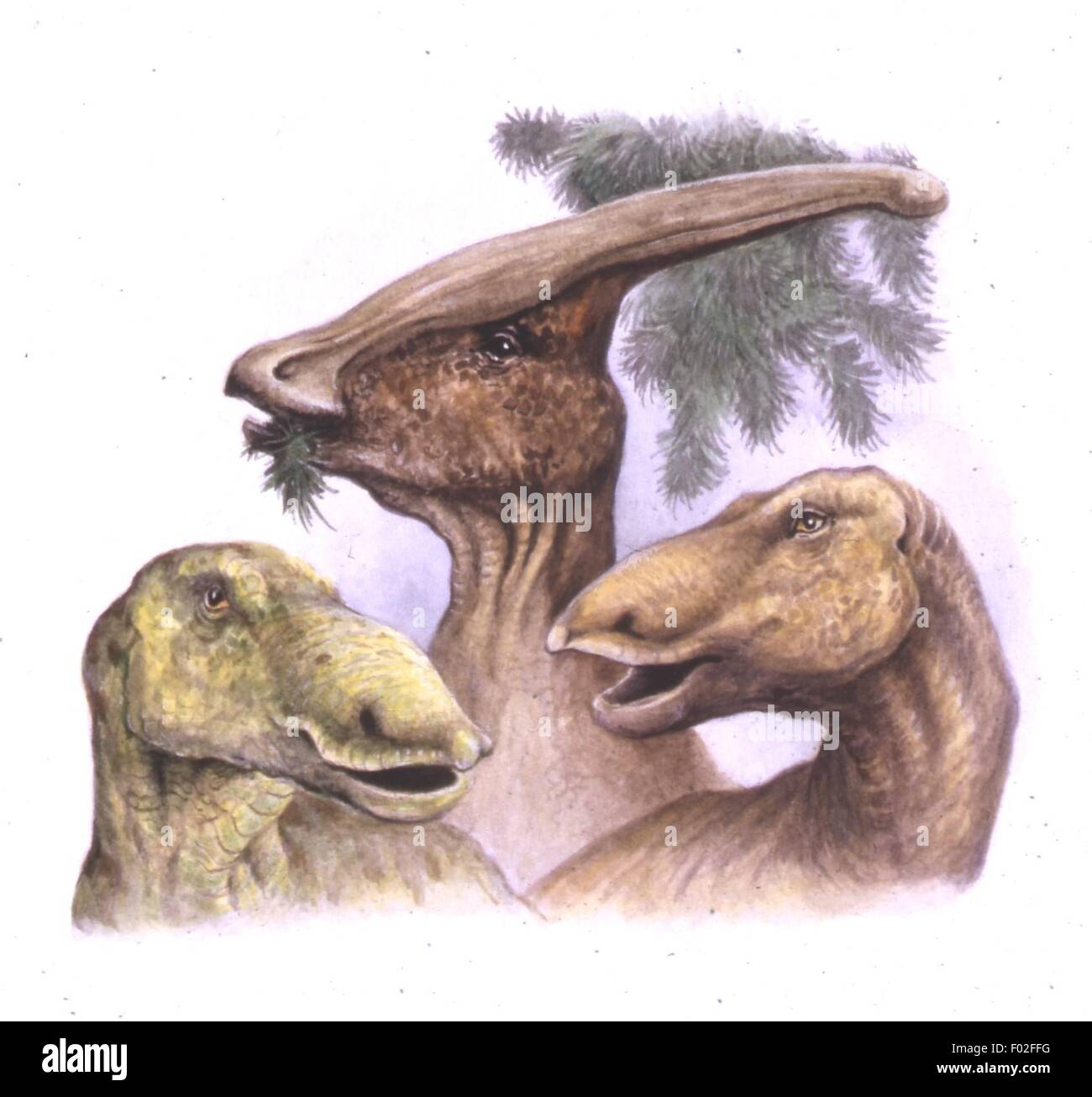 Paléozoologie - Crétacé - Dinosaures - Parasaurolophus, Edmontosaurus - Art par Peter David Scott Banque D'Images