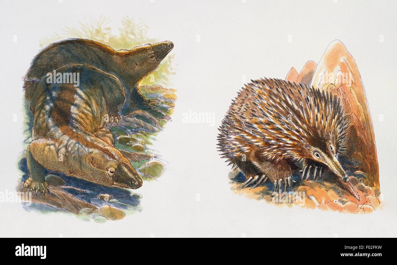 Steropodon galmani, Steropodontidae, Crétacé précoce, et Tachyglossidae Zaglossus sp,. Illustration de James Robins. Banque D'Images