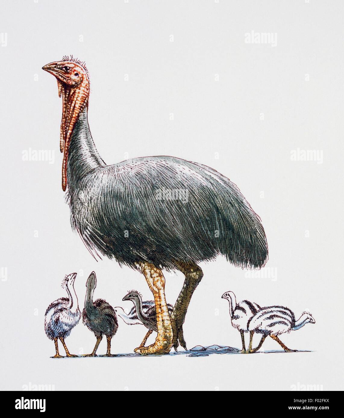 Dromornis sp, Dromornithidae, la fin de l'Miocene-Early Pliocène. Illustration de James Robins. Banque D'Images