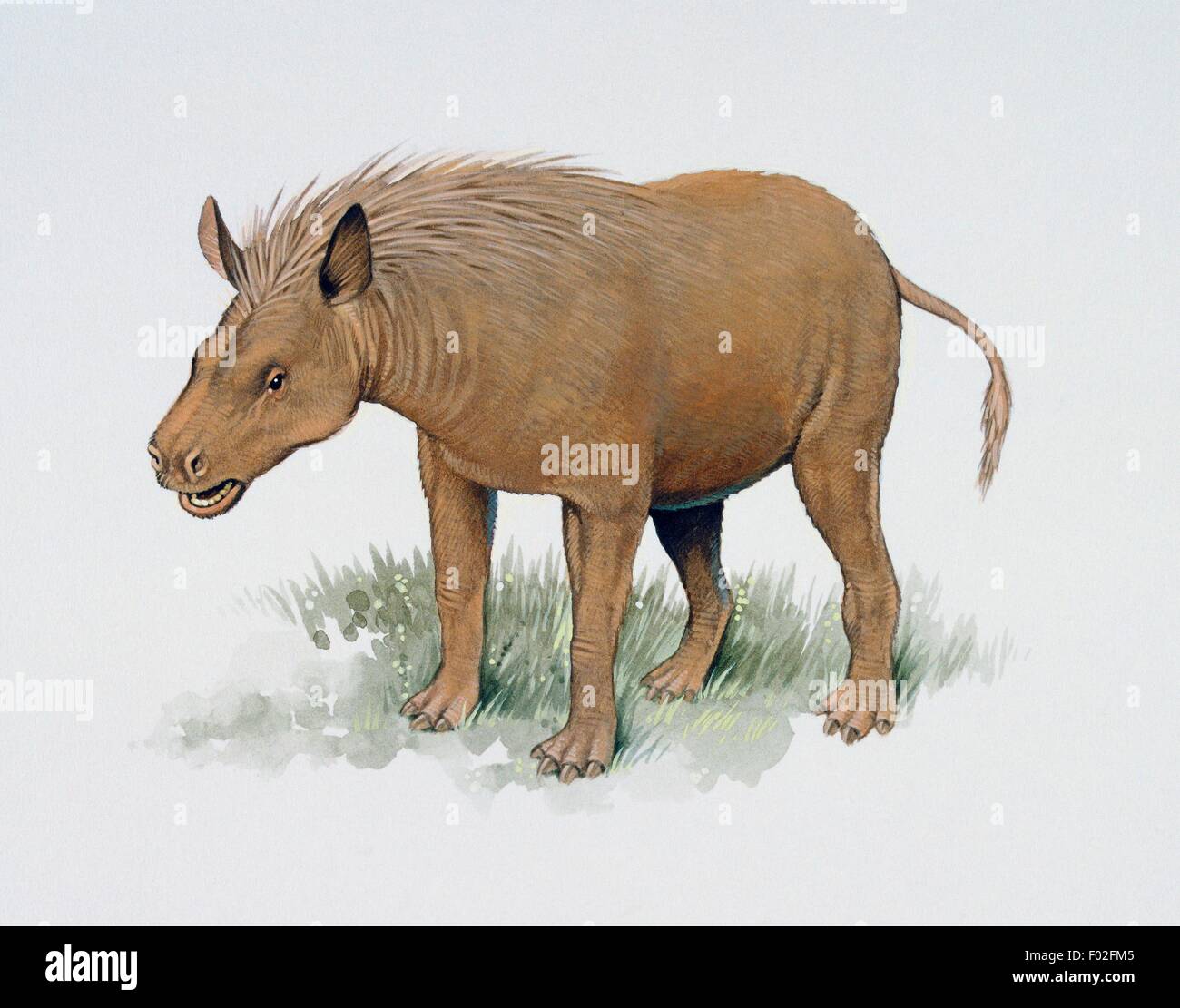 Thomashuxleya Isotemnidae Paleocene-Oligocene sp,,. Illustration de Kevin Lyles. Banque D'Images
