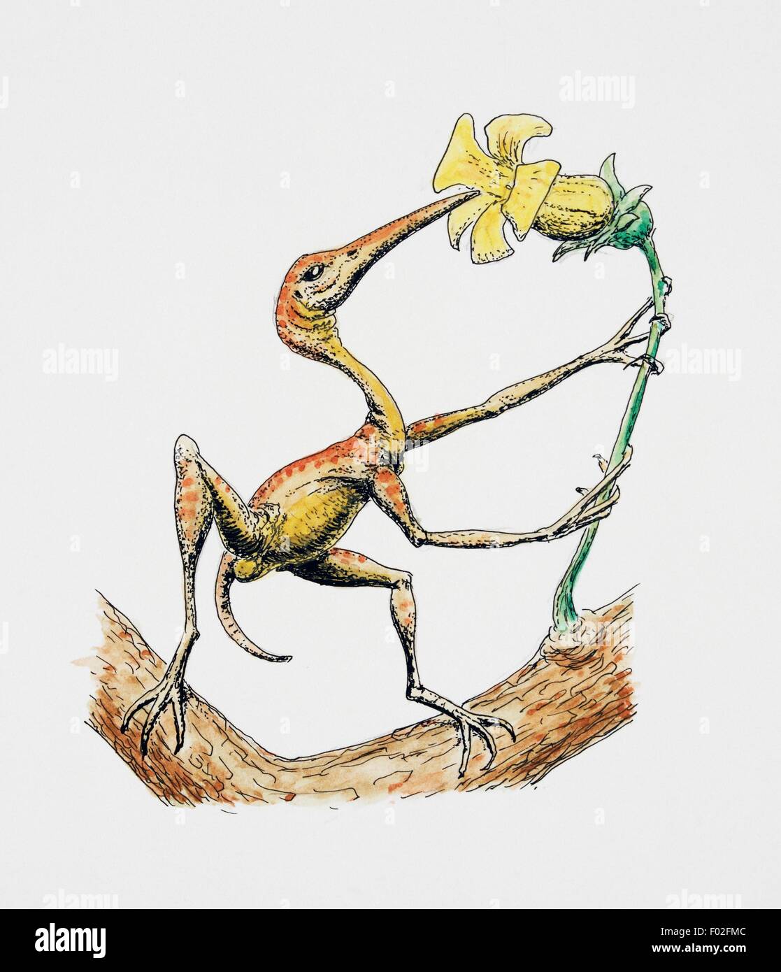 Melexsorbius parvus. Illustration de Dougal Dixon. Banque D'Images