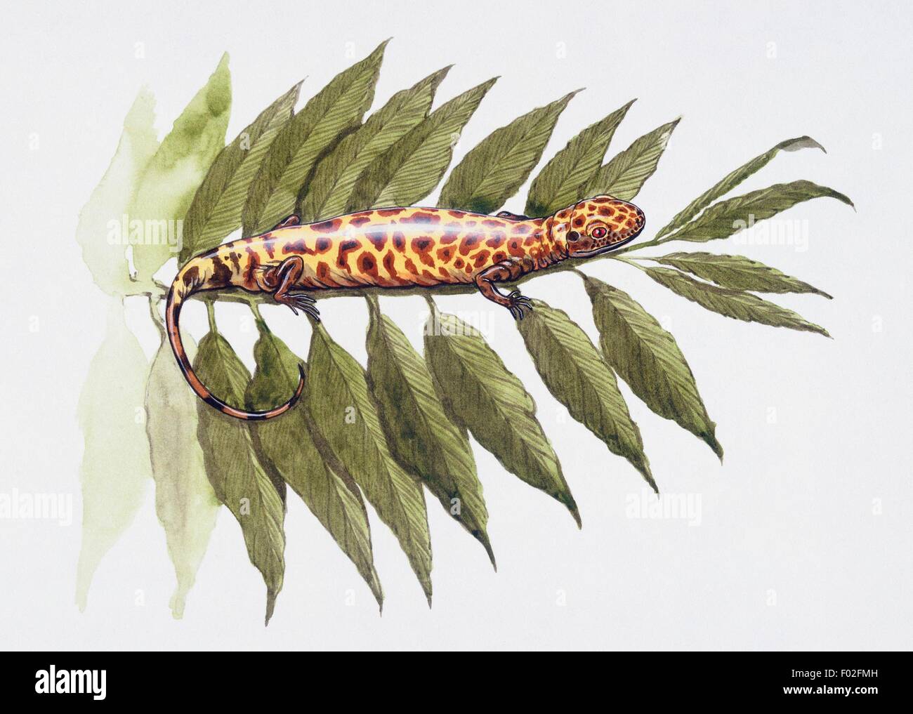 Westlothiana lizziae, début du Carbonifère. Artwork par Graham Rosewarne. Banque D'Images
