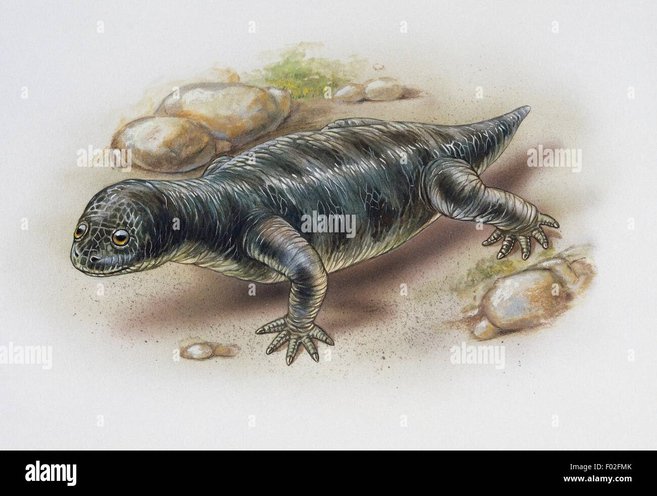 Microrhinus Cistecephalidae Cistecephalus, tard, Permien. Artwork by Higgins. Banque D'Images