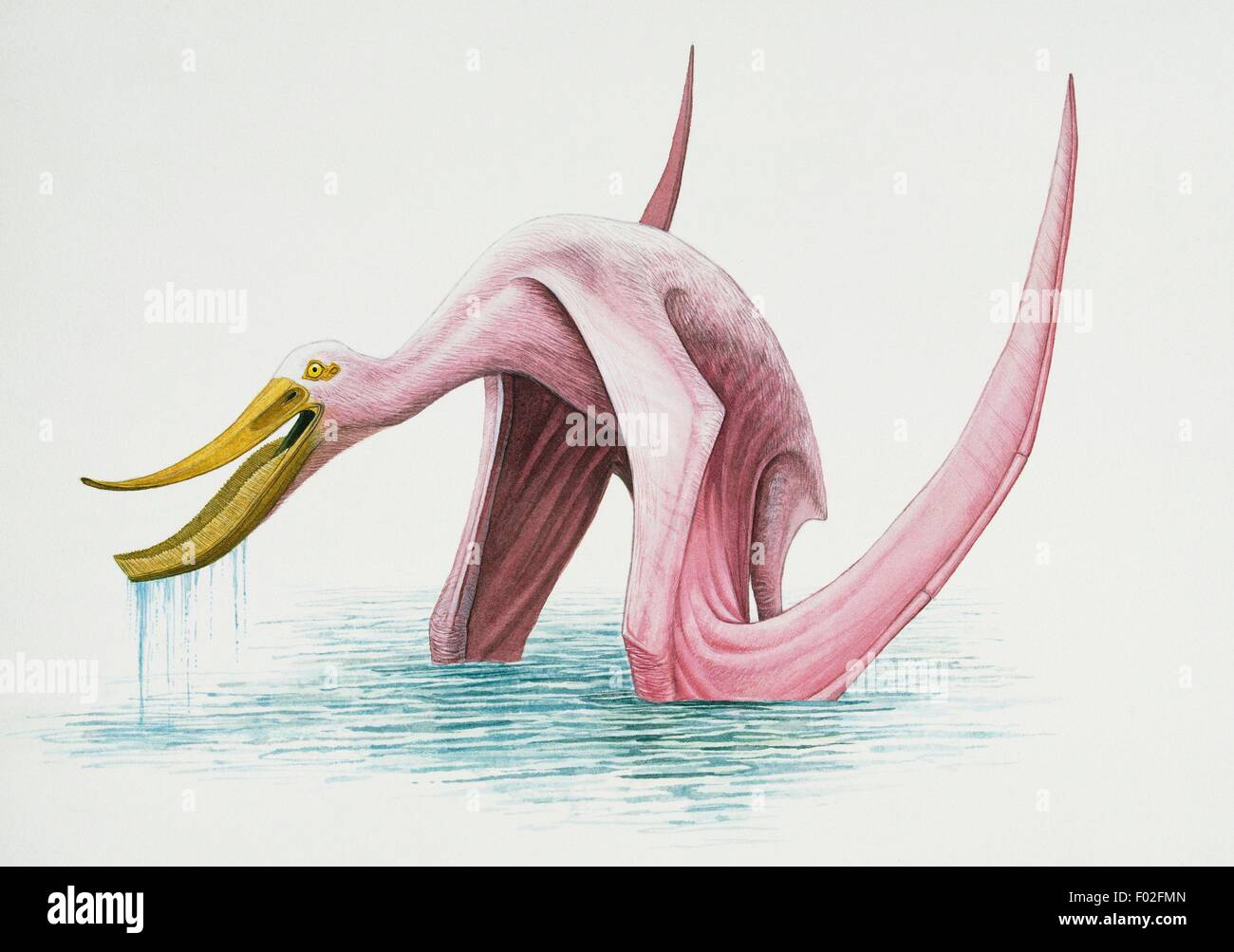 Pterodaustro guinazui, Pterodaustridae, début du Crétacé. Artwork by Higgins. Banque D'Images