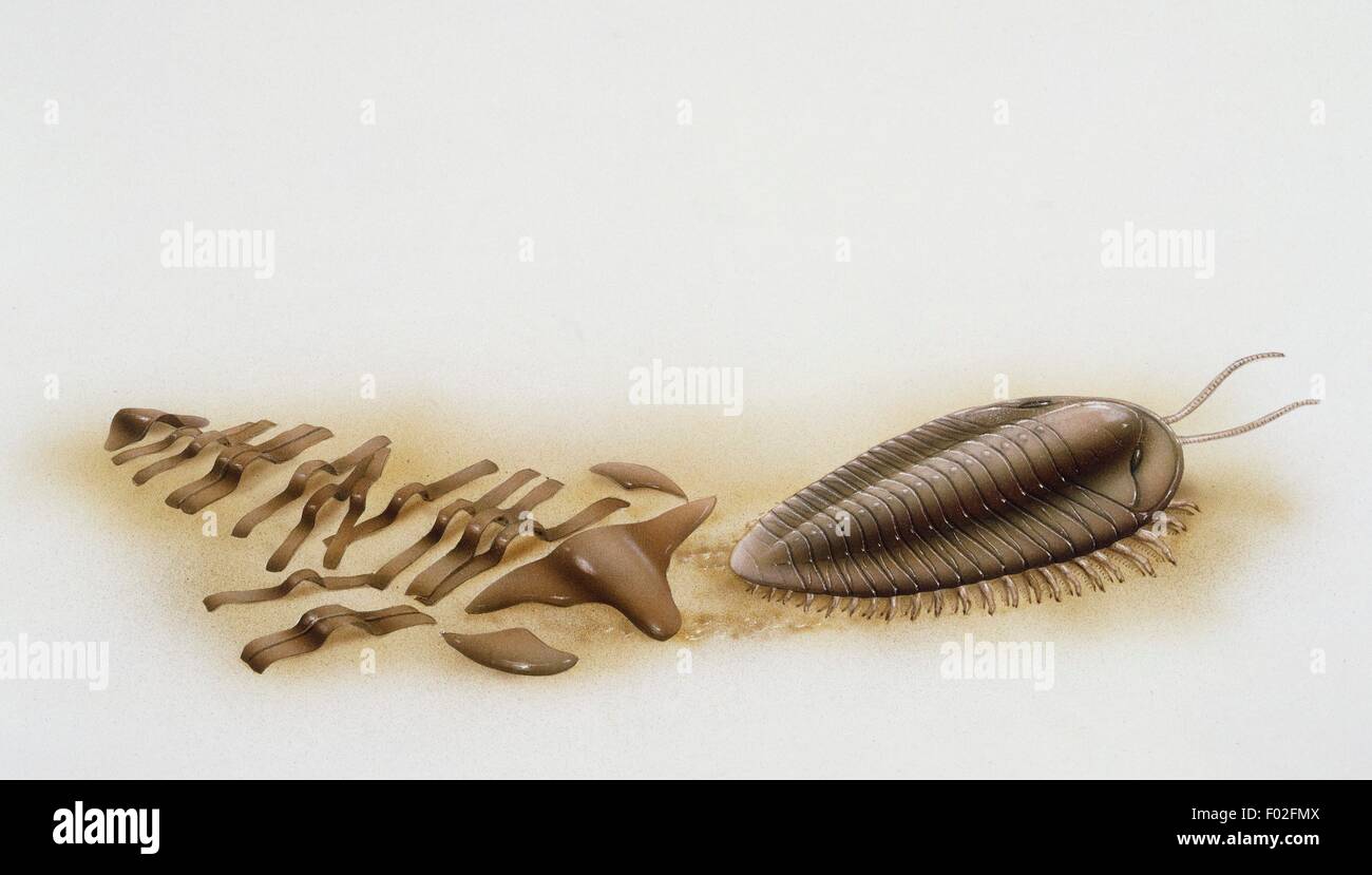 Les Trilobites (Trilobita). Artwork par Jerry Pastor. Banque D'Images