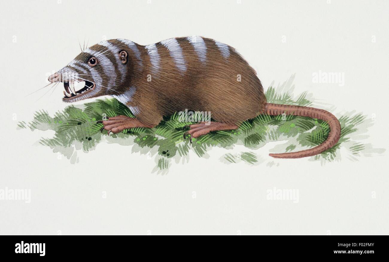 Sinclairella Apatemyidae, sp, Éocène. Illustration de Kevin Lyles. Banque D'Images