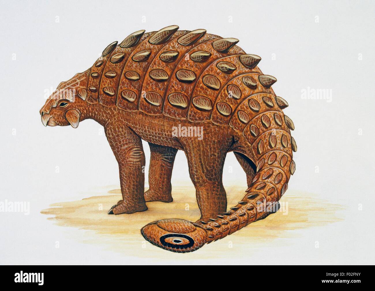 L'Ankylosaurus magniventris), Ankylosauridae, fin du Crétacé. Oeuvre de Craig Robson. Banque D'Images