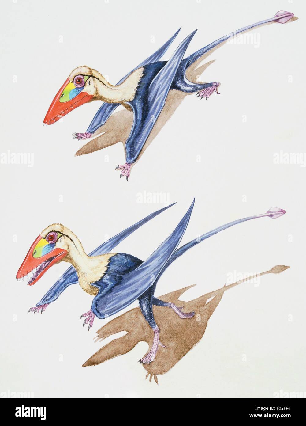 Balades Pterosaurus et ramper. Illustration de James Robins. Banque D'Images