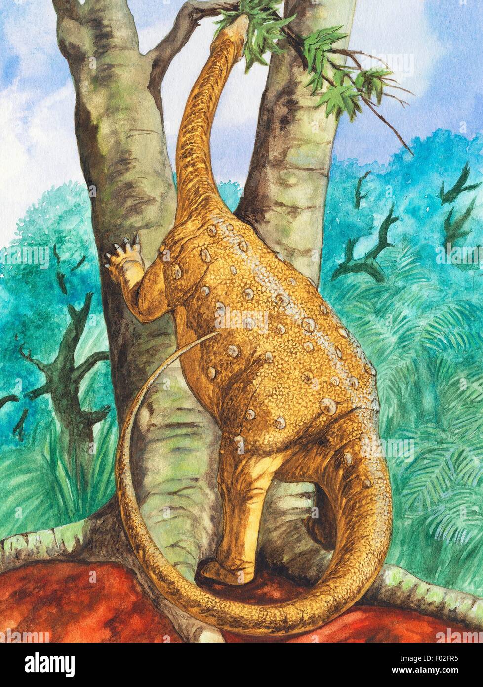 Laplatasaurus araukanicus Titanosauroidea,, fin du Crétacé. L'illustration. Banque D'Images