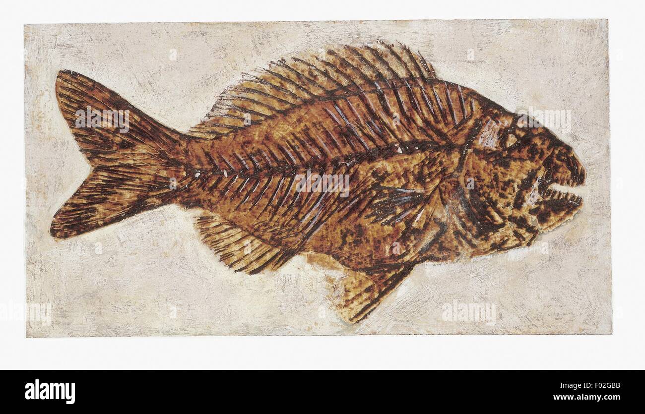 Zoologie : Fossiles - Poisson. Le travail d'art Banque D'Images