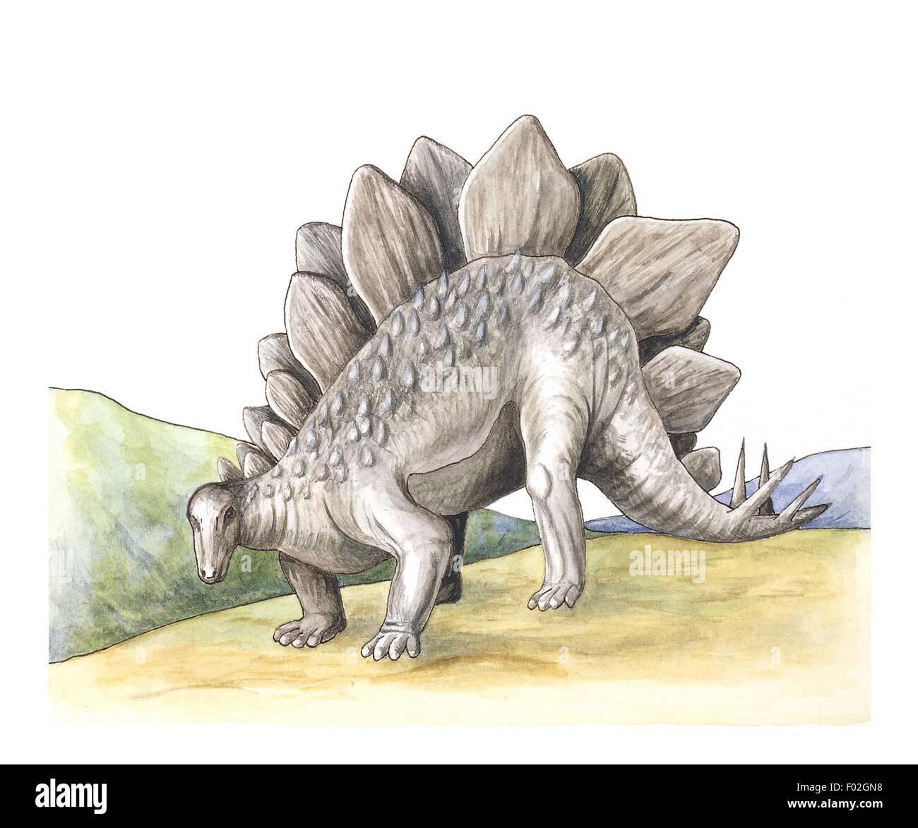 Le Stegosaurus, illustration Banque D'Images