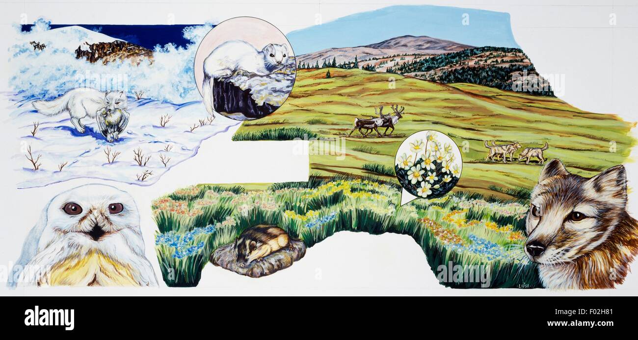 Représentation de la faune de la toundra en hiver et d'été, États-Unis d'Amérique, le dessin. Banque D'Images