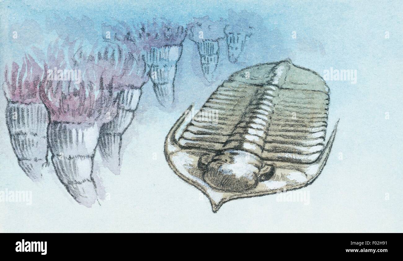 Extinction de trilobites, arthropodes marins. Dessin. Banque D'Images