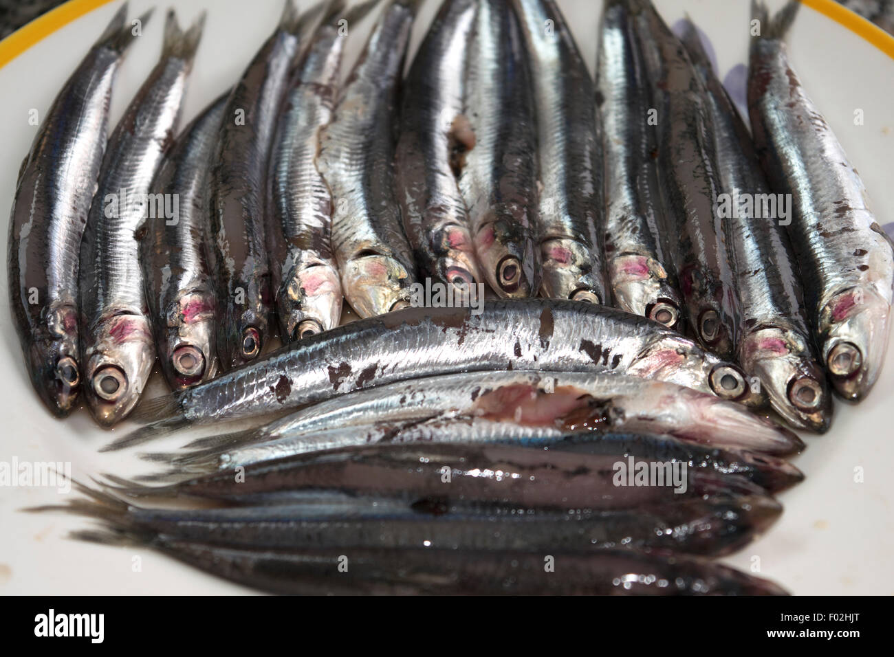 Anchois Frais de marché de la mer méditerranée Banque D'Images