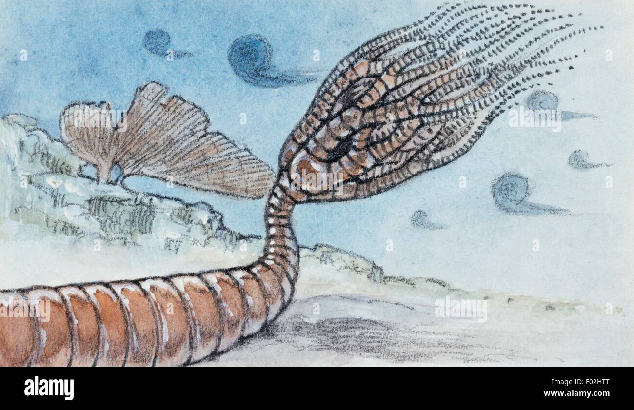 Reconstruction de crinoïde, échinodermes, a également constaté que les combustibles. Dessin. Banque D'Images