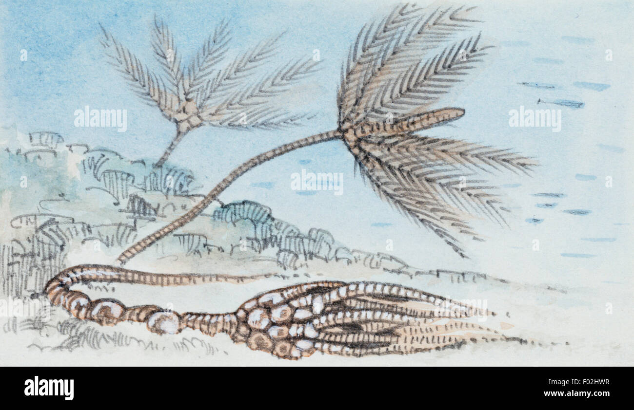 Reconstruction de crinoïde, échinodermes, dont des fossiles ont été trouvés. Dessin. Banque D'Images