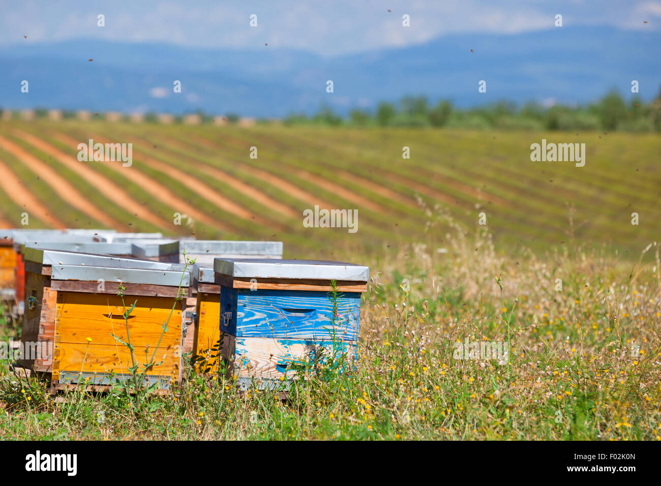 Des ruches sur le champ de lavande en Provence, France. Plan horizontal Banque D'Images