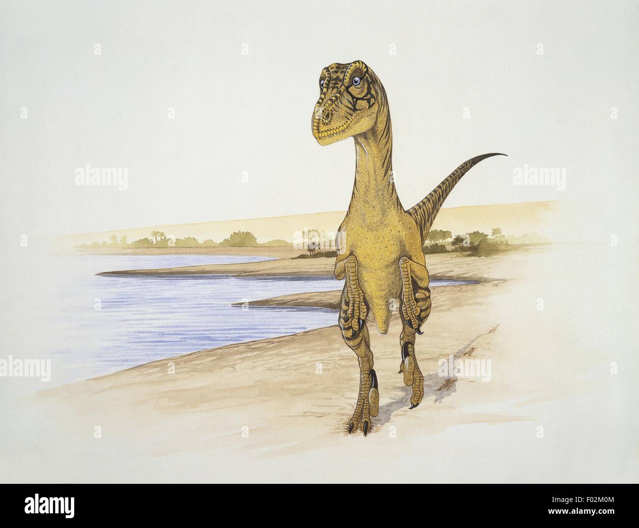 Paléozoologie - Crétacé - Dinosaures - Deinonychus (art par Graham Rosewarne) Banque D'Images
