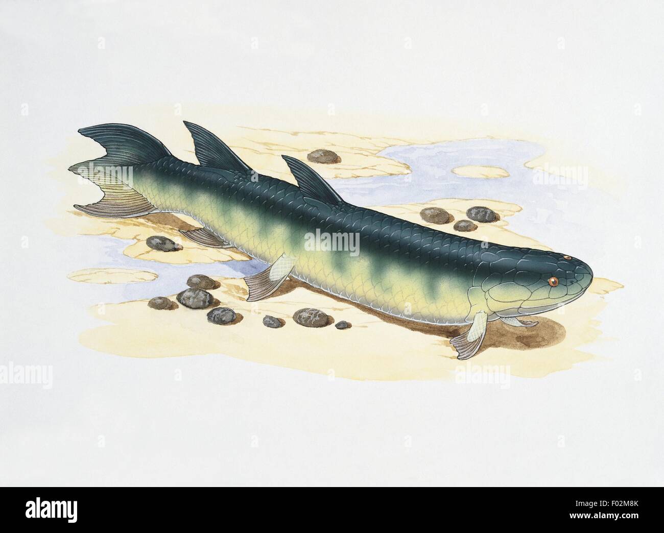 Paléozoologie - Dévonien - poisson - Eusthenopteron (art par Graham Rosewarne) Banque D'Images