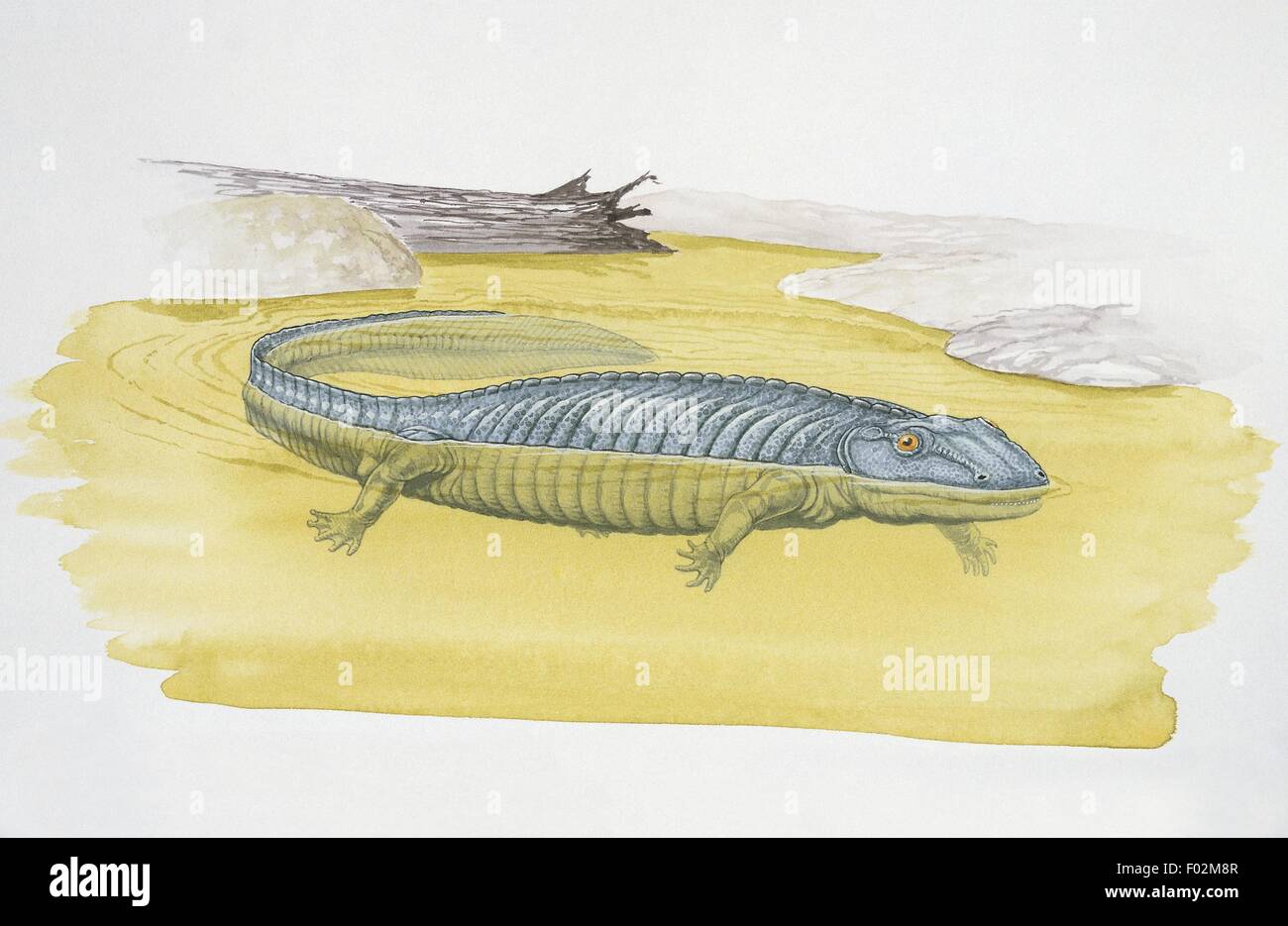Paléozoologie - Carbonifère - Eogyrinus (art par Graham Rosewarne) Banque D'Images