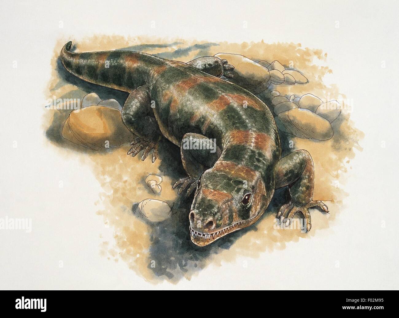 Paléozoologie - Permien - Amphibiens - Seymouria (art par James Robins) Banque D'Images