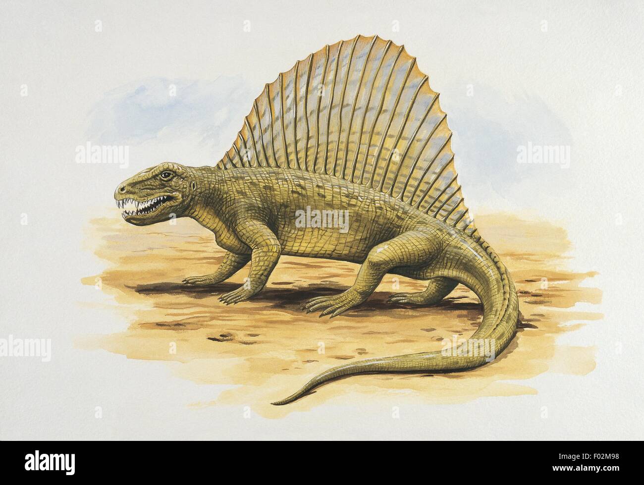 Paléozoologie - Permien - Reptiles - Dimetrodon (art par Chris Turnball) Banque D'Images