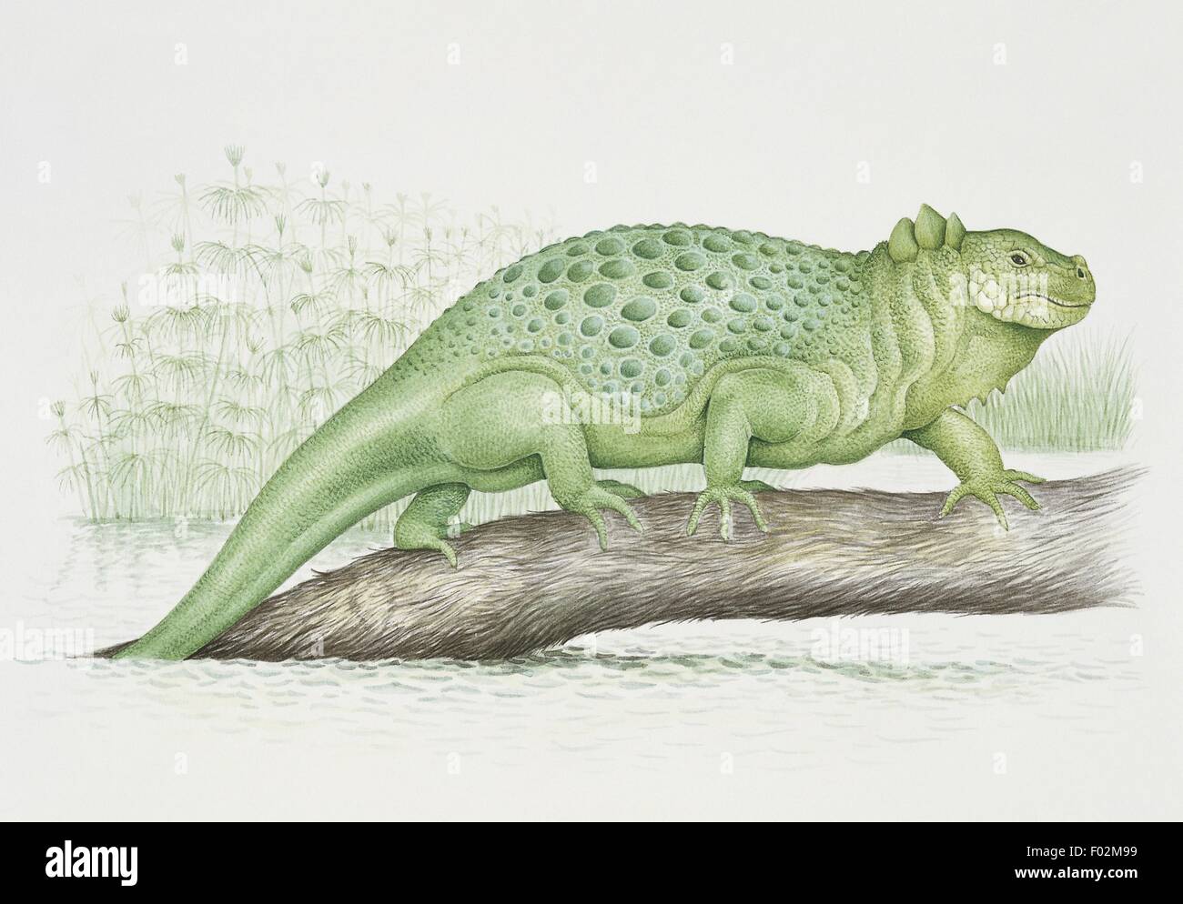 Paléozoologie - Permien - Amphibiens - Diadectes (art par R. Budden) Banque D'Images