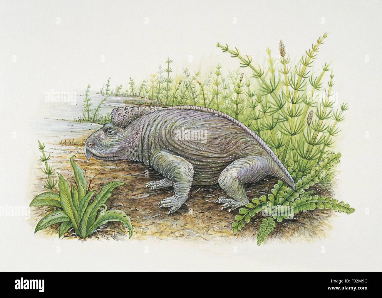 Paléozoologie - Trias - Reptiles - Kannemeyeria (art par Angela Hargreaves) Banque D'Images