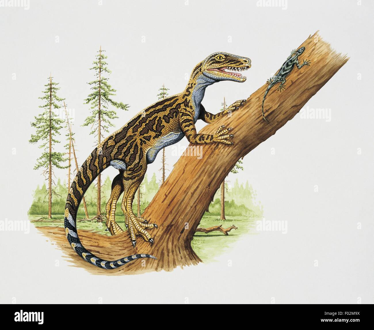 Paléozoologie - Trias - Les dinosaures - Staurikosaurus (art par Tony Jackson) Banque D'Images
