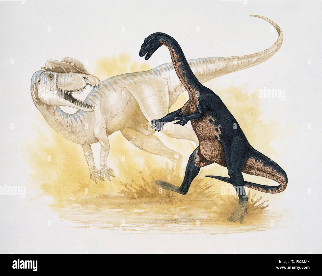 Paléozoologie - Jurassique - Dinosaures - Ammosaurus (art par Graham Rosewarne) Banque D'Images